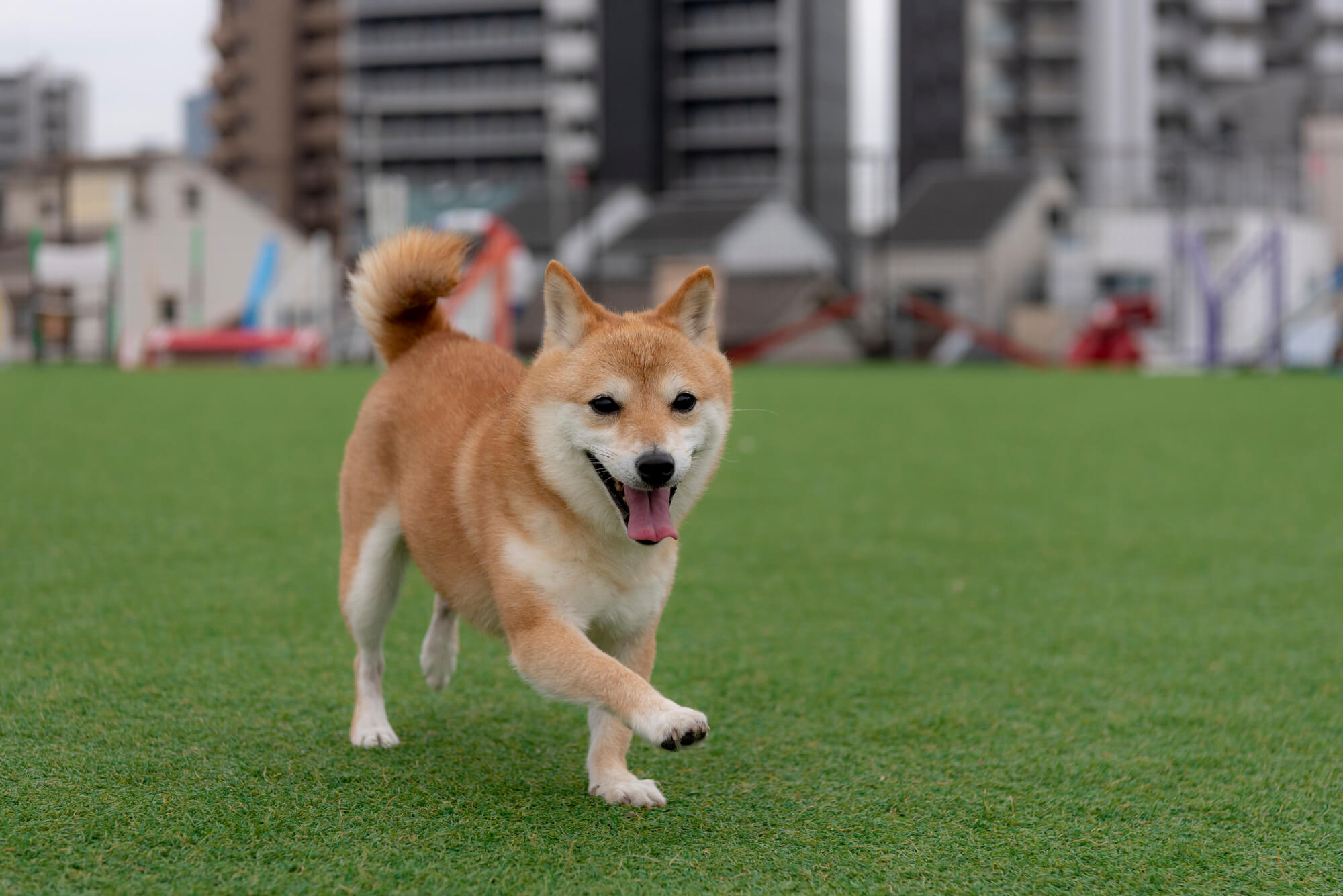 豆柴の性格とは？特徴や飼い方など徹底解説